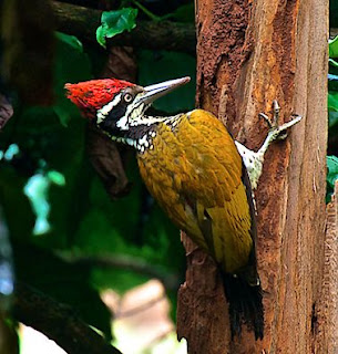 Suara Burung Pelatuk Bawang Suara Burung Pelatuk Bawang