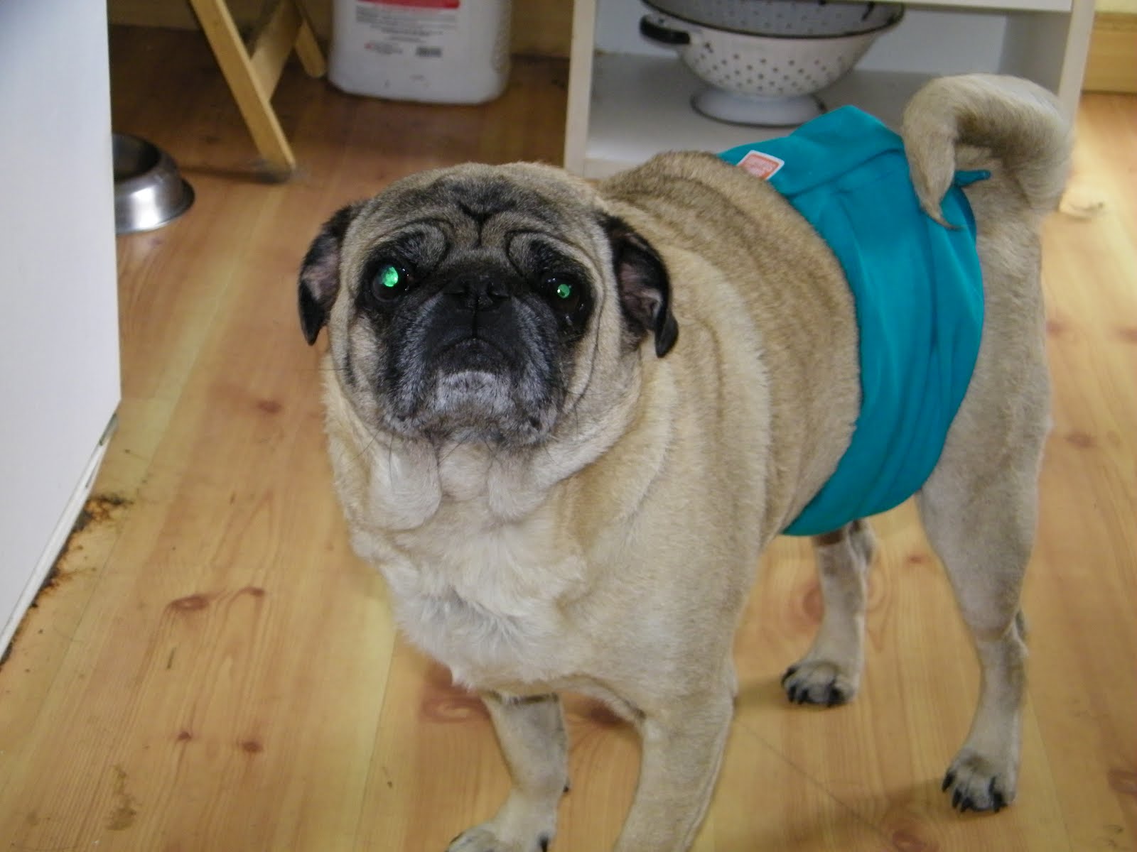 HouseOPugs belly bands