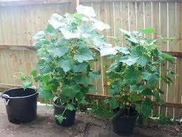 cucumbers cucumber pots growing seeds spacemaster grow seed wire shipping feed gardening garden uncle heirloom company max pot plant space