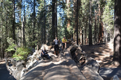 Sequoia National Park- caminando por el Bosque Gigante - Viaje con tienda de campaña por el Oeste Americano (9)