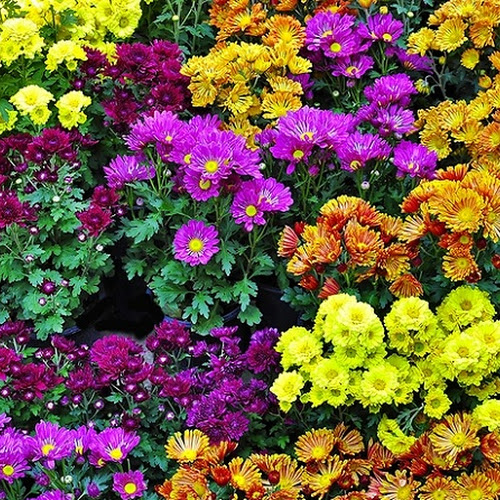 แนะนำไม้ดอก 24 ชนิดสีสวย ปลูกกระถางประดับบ้าน - Agriculture [ เกษตรAka ]