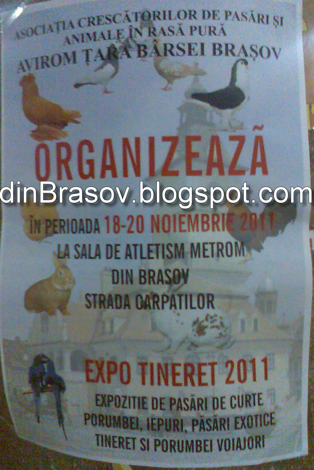 din Brasov Expozitie de pasari si iepuri