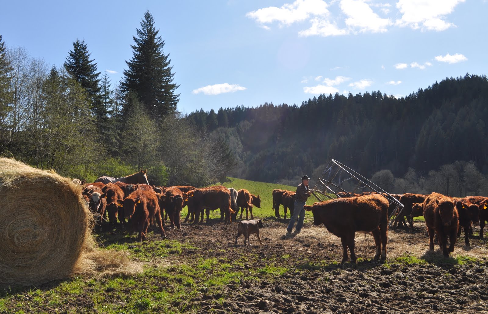 LuAnn Kessi Feeding Yearling Cattle...