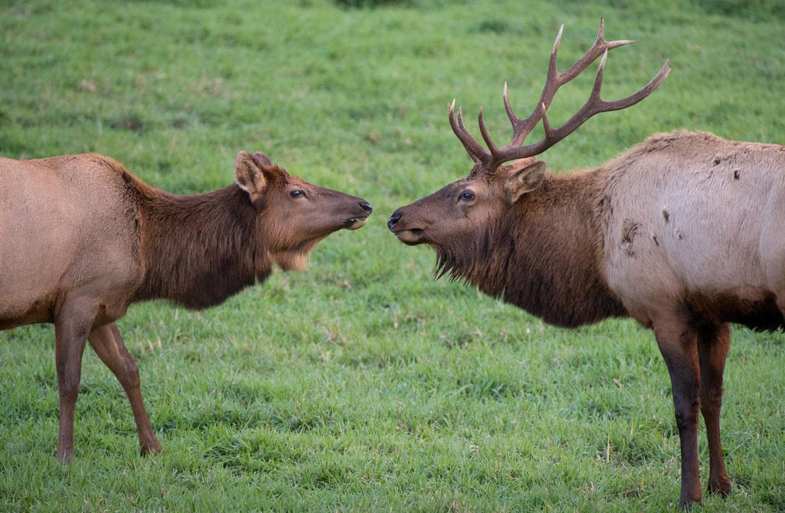 Robin Loznak Photography Roosevelt elk rut in Oregon