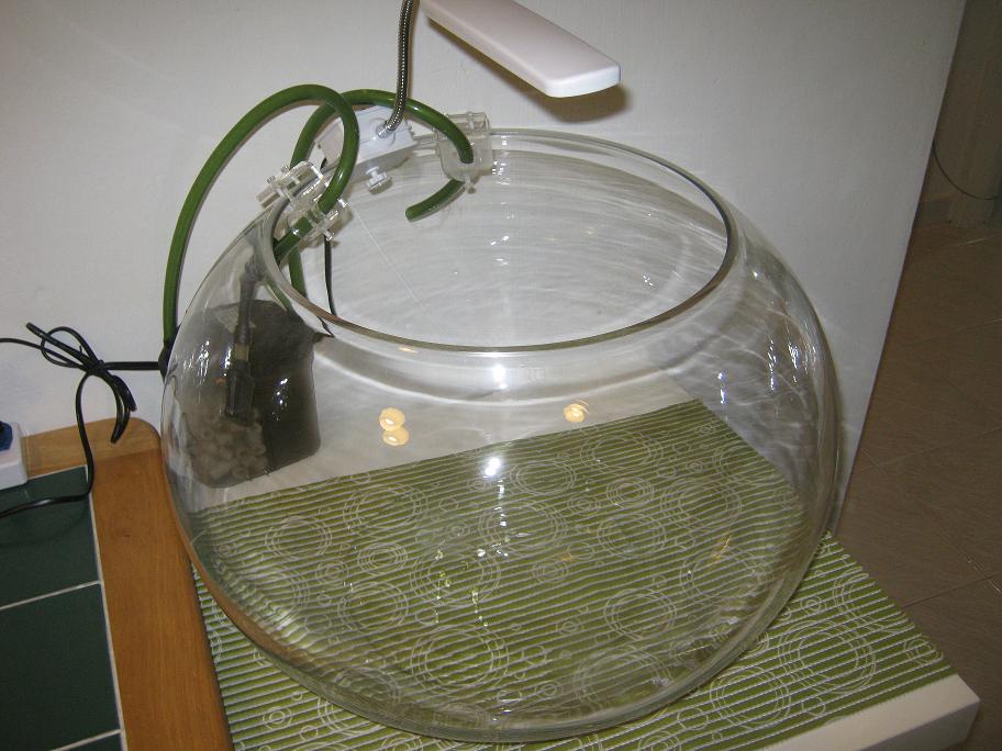 A NIGHT BY THE AQUARIUM Unboxing Jumbo Fish Bowl