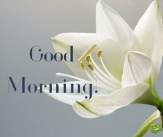 good morning flowers images