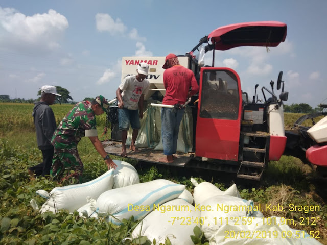 Semangat Darminto Bantu Petani Panen Padi Semangat Darminto Bantu Petani Panen Padi