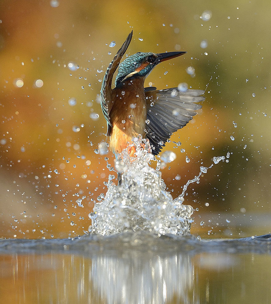 the perfect kingfisher out of the water