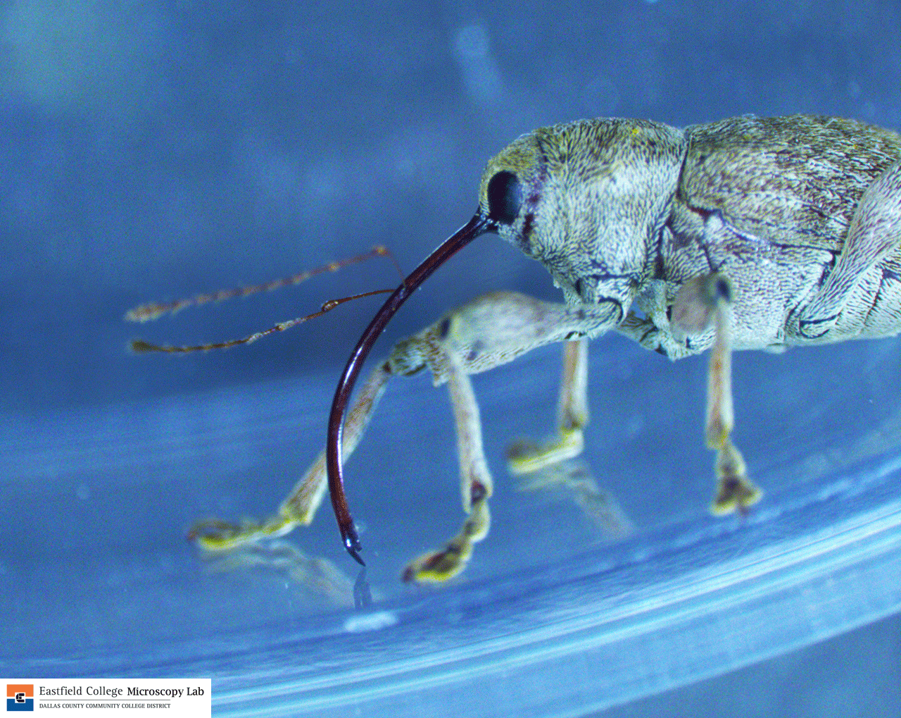 Insect Maws Scanning Electron Microscope Blog: November 2013