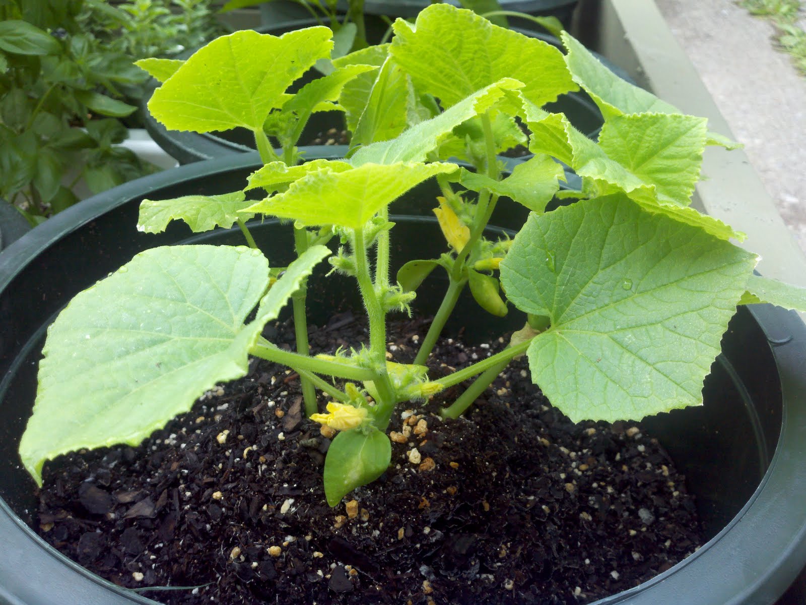 Urban Farmer: Cucumber, Sumter (05/10/2011 - Present)