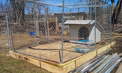 coop chick chicks sidor adventures exploring too area