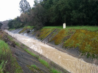 Muddy waters of Los Gatos Creek heading toward town, Los Gatos, California