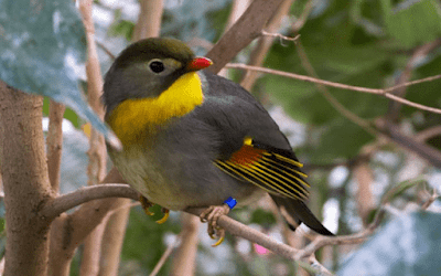 Update Terbaru Daftar Harga Burung Panca Warna Saat ini burung panca warna jantan