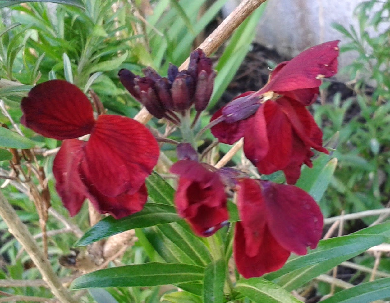 Judy Adamson's Art & Design Blog 6 Good Reasons to Love the Humble