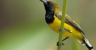 40+ Burung sogok ontong jantan muda hutan terbaru