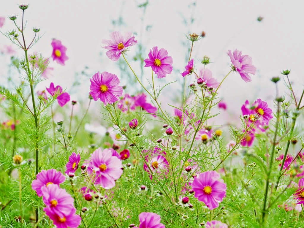 93 ý tưởng hay nhất về hoa dại  hoa dại hình ảnh phong cảnh