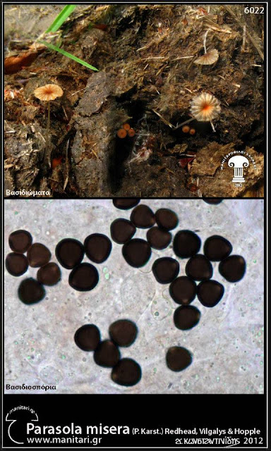 Parasola misera (P. Karst.) Redhead, Vilgalys & Hopple