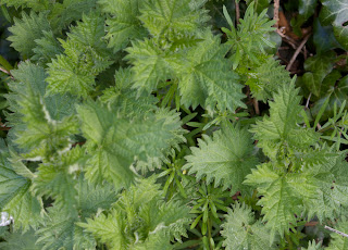 Stinging Nettles (Urtica dioica) plants