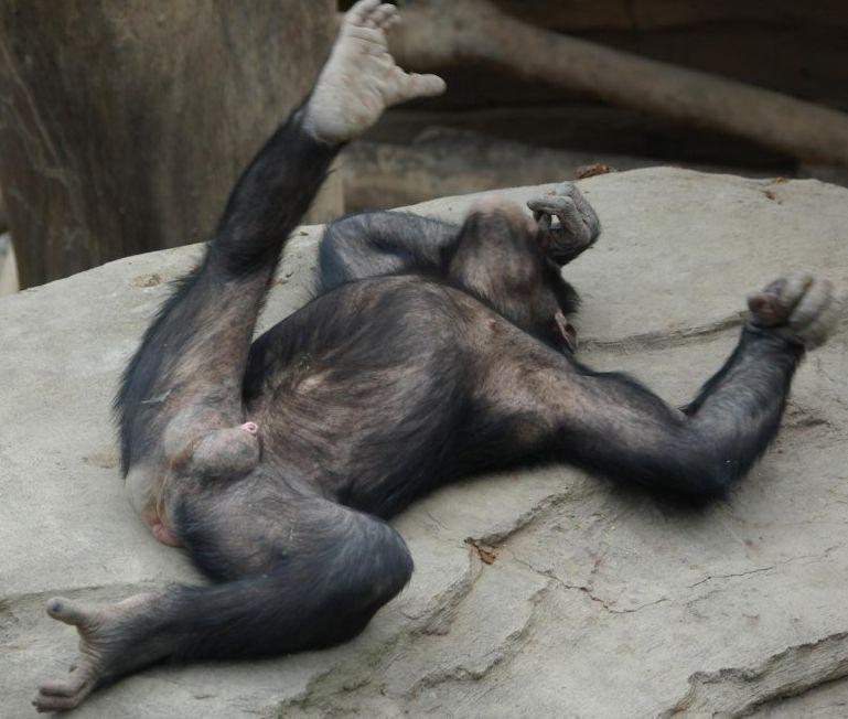 Show penis. Половые органы обезьяны шимпанзе. Половые органы самки обезьяны.