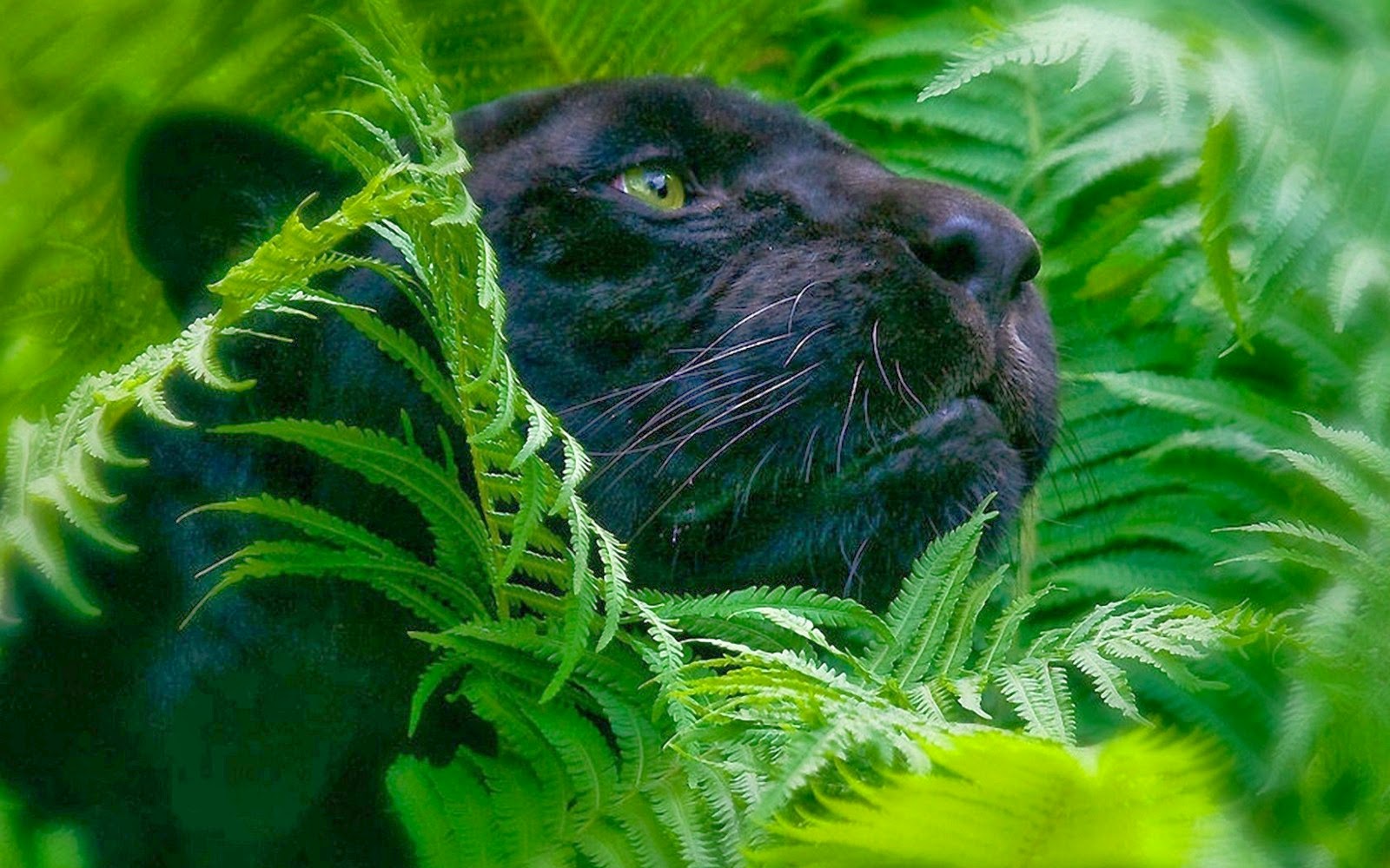 Green Eyed Black Panther HD Desktop Wallpaper ReWallpaper