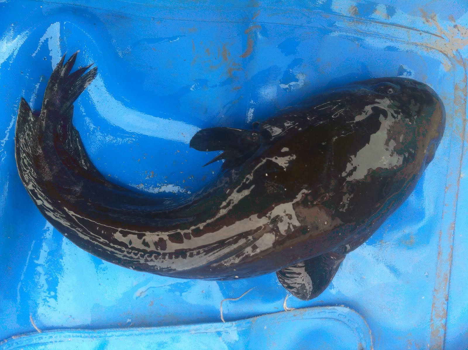 A Kilchoan Diary: Invisible Beasts