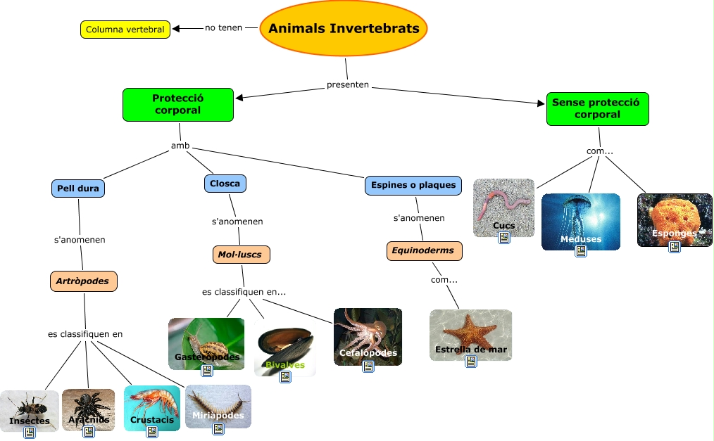 LA NOSTRA CLASSE Classificació dels animals LA NOSTRA CLASSE Classificació dels animals