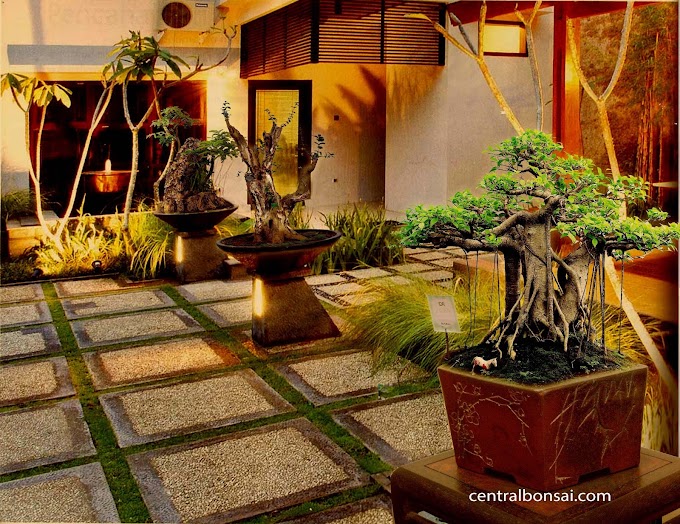 Tips Membuat Bonsai Beringin Korea
