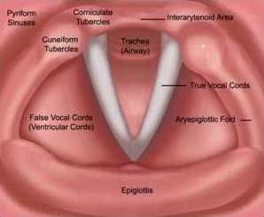 The Larynx: Thinking inside and outside the Box: Inhalation Phonation ...