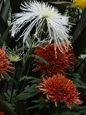 Orange anemone and white spider chrysanthemums at 2016 Allan Gardens Conservatory  Fall Chrysanthemum Show by garden muses-not another Toronto gardening blog