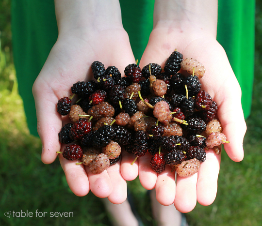 Mulberry Muffins from Table for Seven