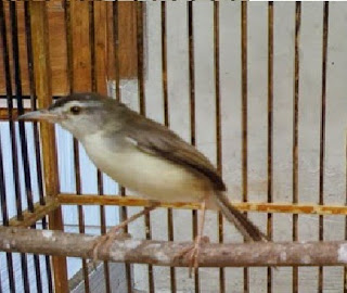 penangkaran ciblek penangkaran ciblek