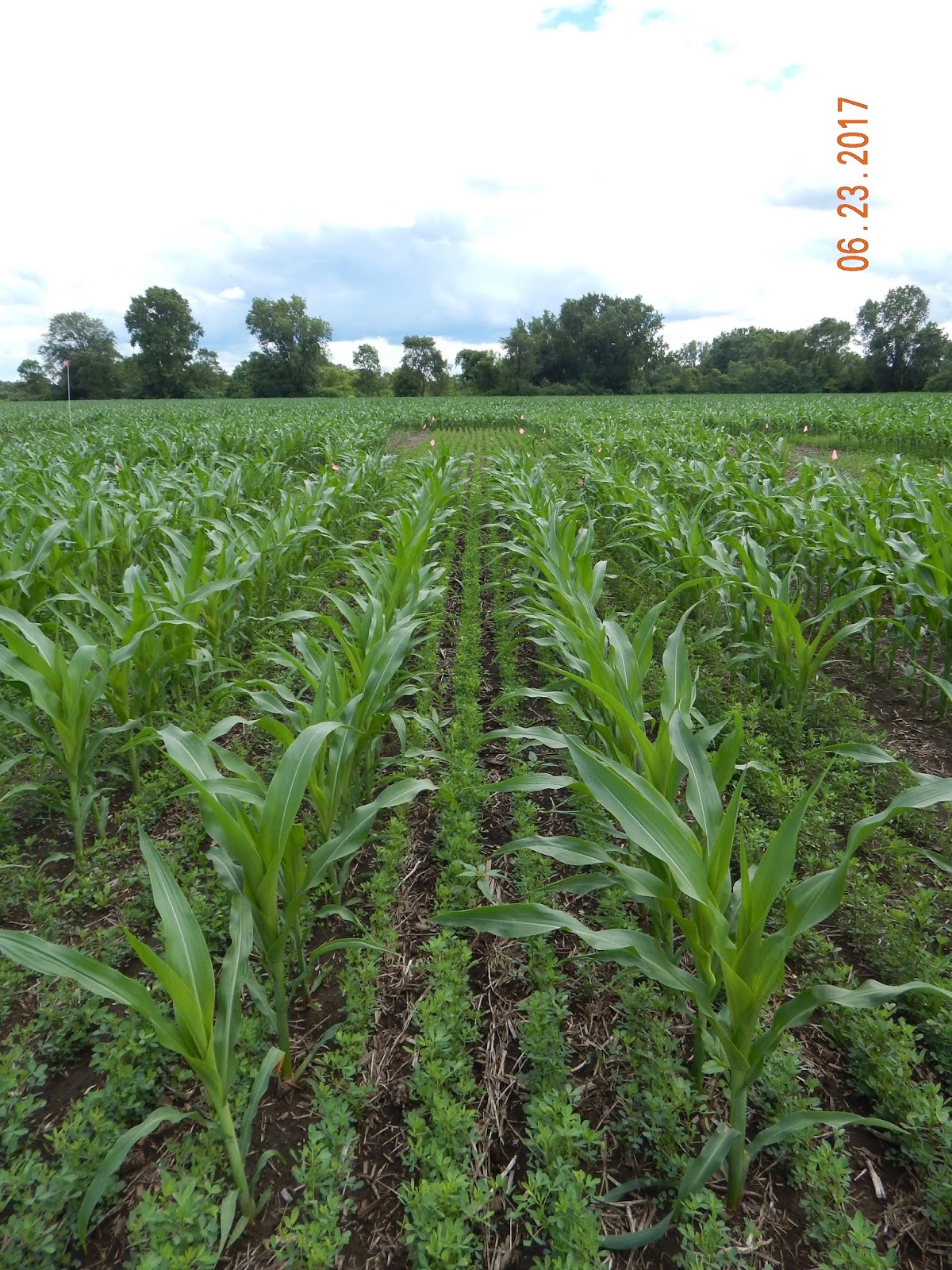 Research Update Field Day Interseeding cover crops and alfalfa in corn