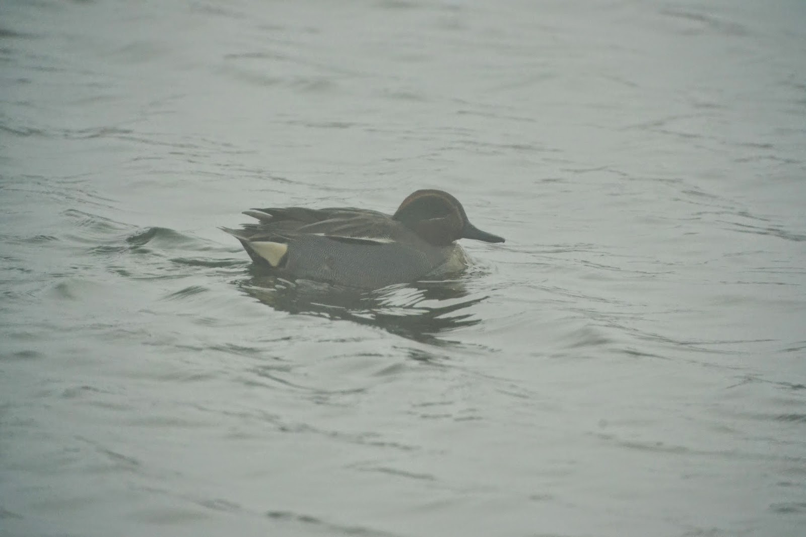Ely10 Birding grillers in the mist