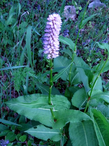 fleeceflower