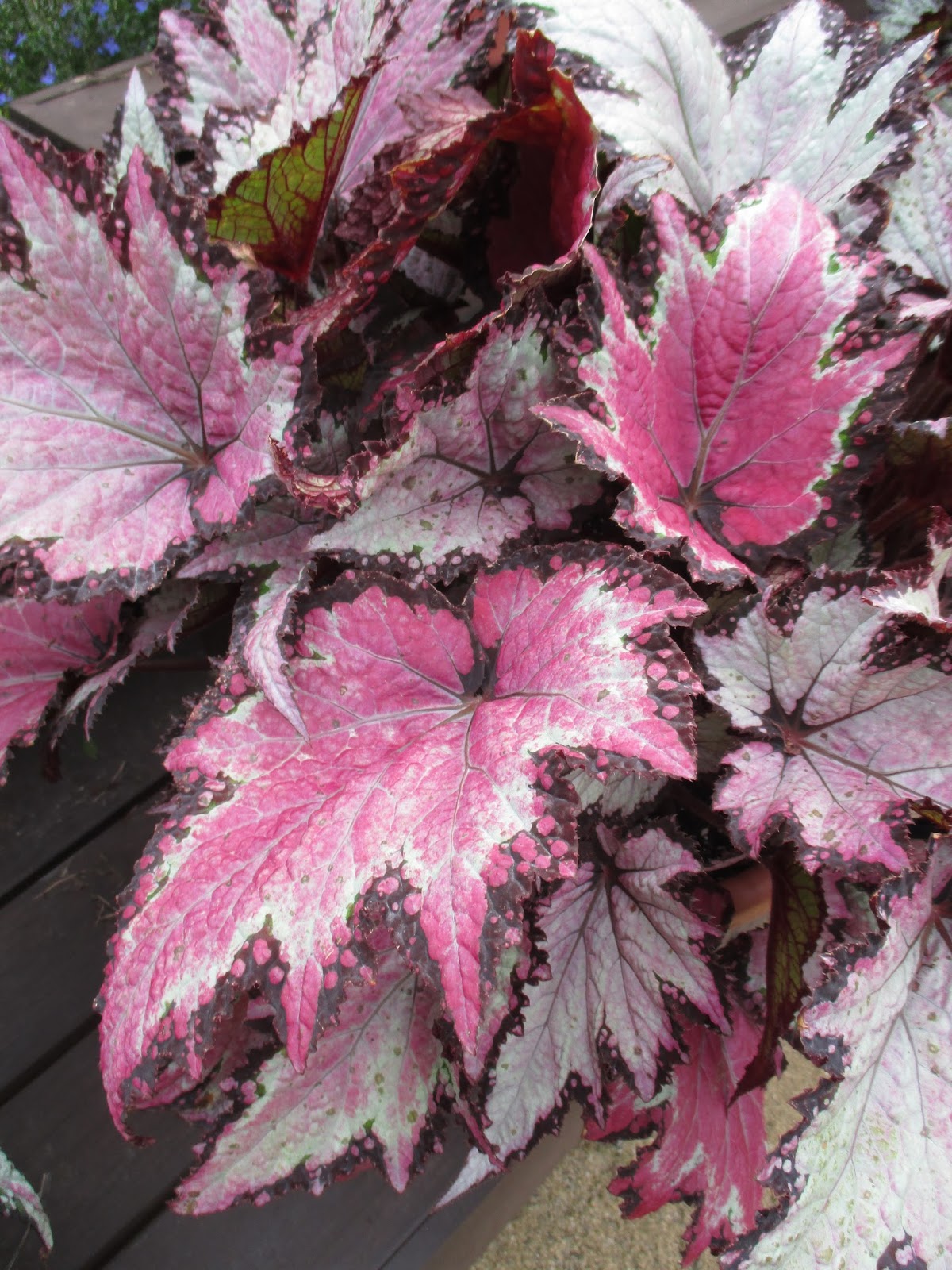 Jurassic Rex Begonias Rotary Botanical Gardens