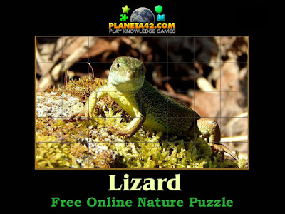 Lizard Puzzle