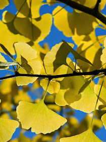 Maidenhair tree Ginkgo biloba  autumn foliage Mount Pleasant Cemetery by garden muses-not another Toronto gardening blog