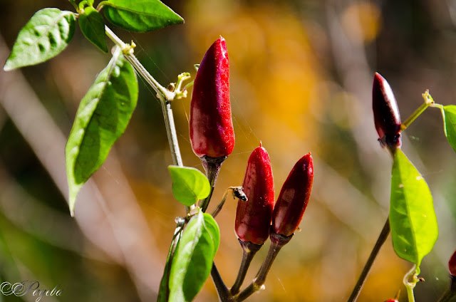 Подправката-на-Дявола-Spice-of-the-Devil