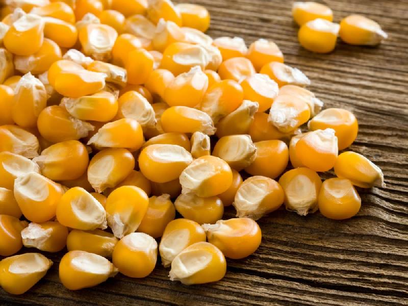 Jenis Jagung Yang Cocok Untuk Popcorn - Pintar Mencocokan