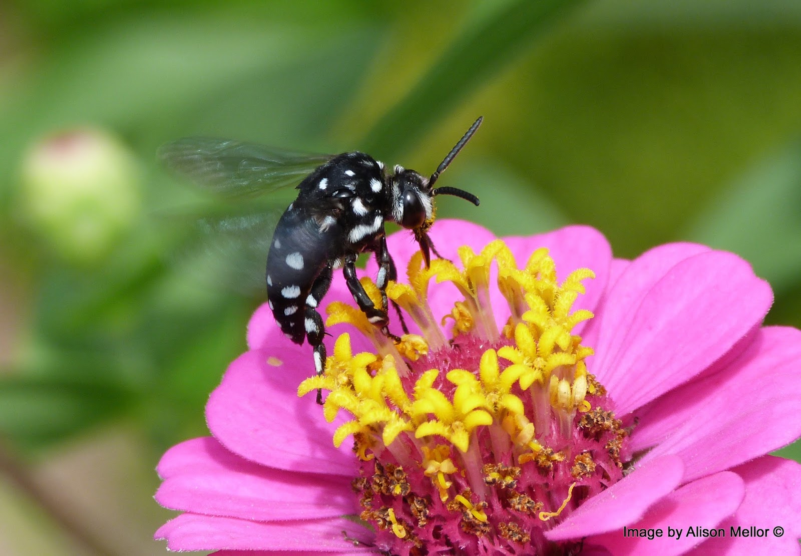 Gardening to attract native bees Growing Illawarra Natives