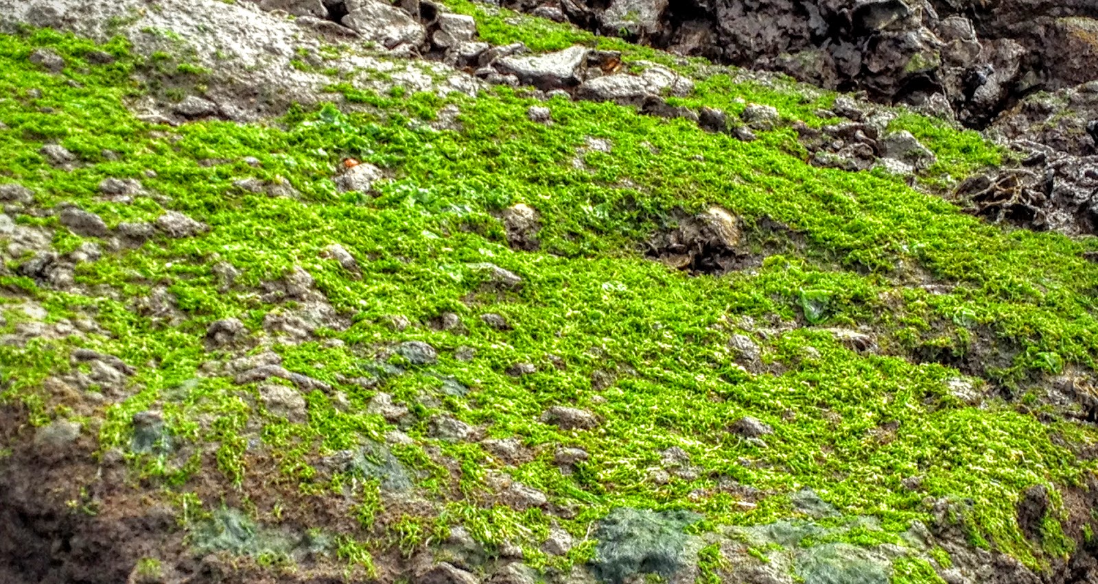 TreeBend Mossy