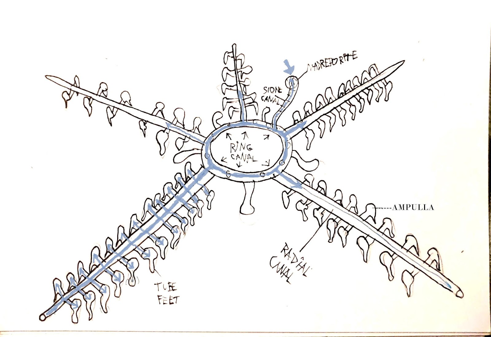 Mikroraptor Musings Sea Star Water Vascular System