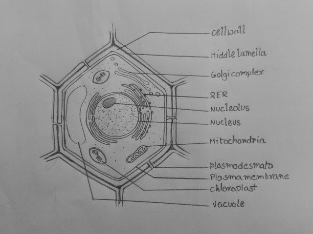 DRAW IT NEAT : How to draw Plant cell