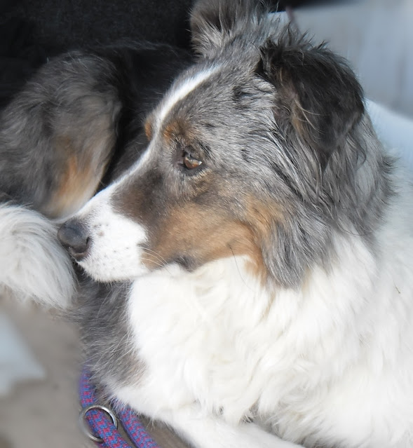 Molly, border collie Life Style '99
