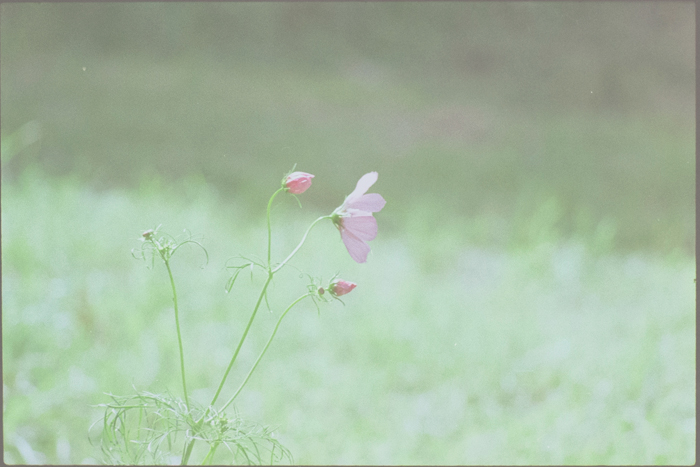 lomo 100 colour film colour film - cosmos flowers
