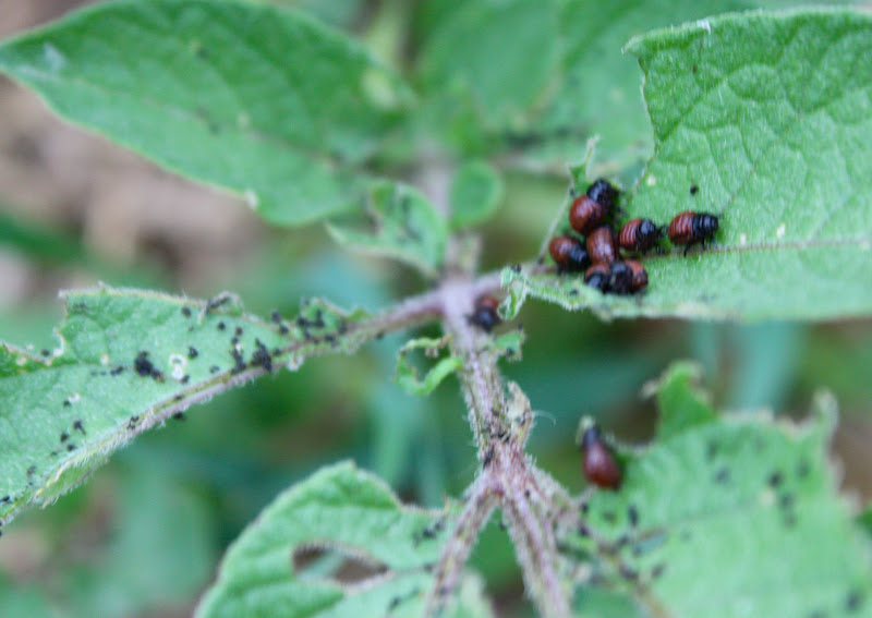 Squash Blossom Farm Potato Bug Ponderings