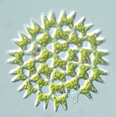 Thirty-one algal cells