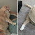 A Couple Adopted This Adorable 33-Pound Cat And Began His Weight Loss Journey