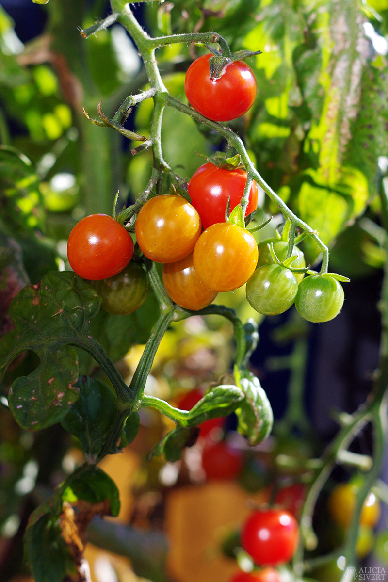 Tomatoes on my September balcony, photo by Alicia Sivertsson. aliciasivert alicia sivertsson sivert odla grönsaker på balkong paprika tomat tomater potatis inreda inredning ljung ljuslykta ljusslinga armeringsjärn spaljé balcony grow home grown poatoes sweet peppers tomatoe tomatoes heather
