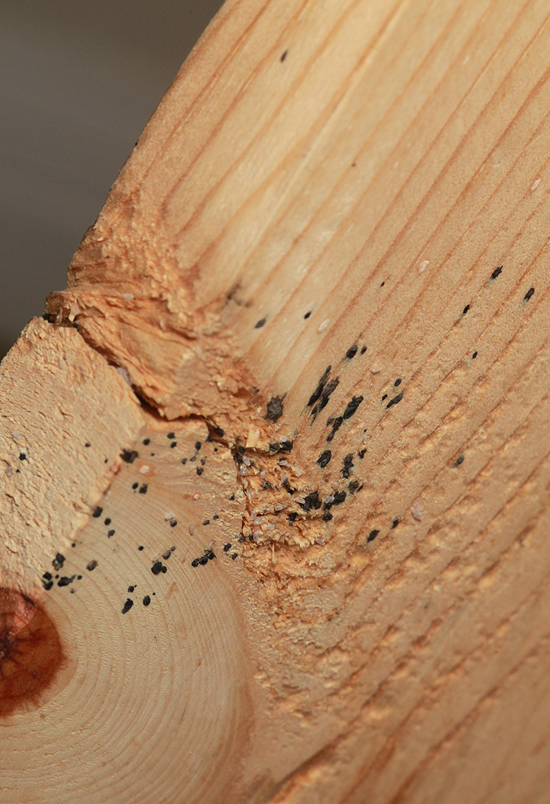 A Personal Experience With Bed Bugs, Bed Bugs In Bed Frame